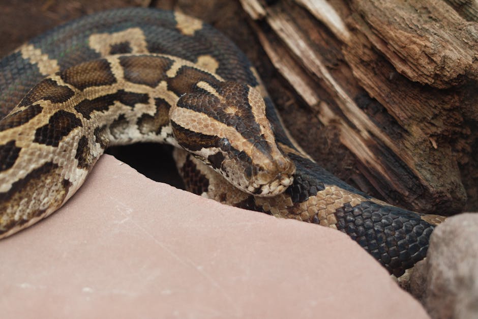 Burmese python coiled on a smooth rock surface showcasing its intricate scale patterns.