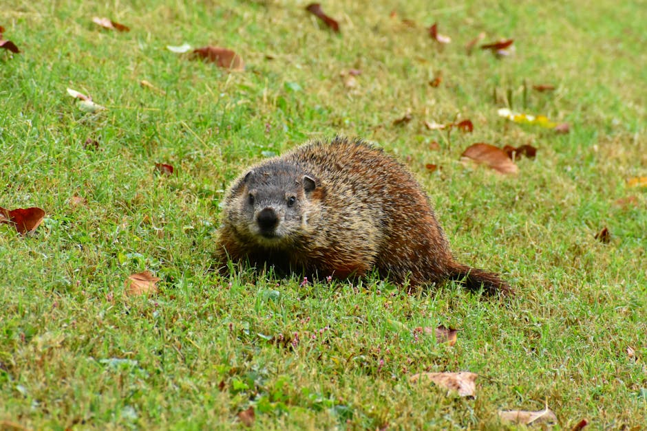 A groundhog sits on green grass in Knoxville, Tennessee park during fall.