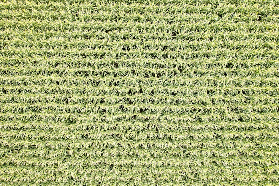 Amazing aerial view of a vast cornfield in Elgin, Minnesota, showcasing agricultural beauty.