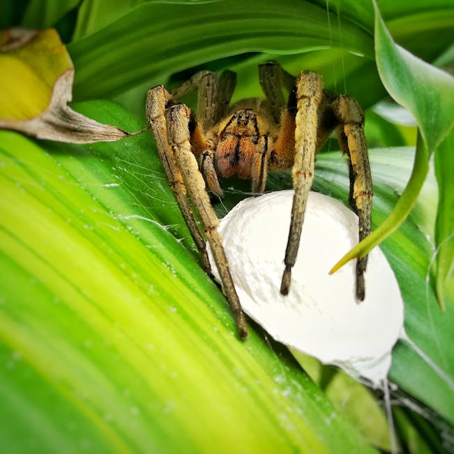 Detailed close-up of a spider with egg sac on a green leaf in Chinchiná, Colombia.