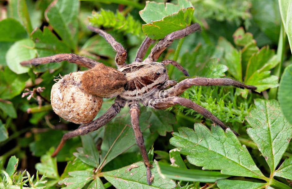 Detailed view of a Wolf spider (Lycosidae) carrying an egg sac on green foliage.