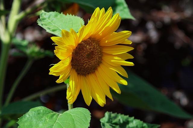 sunflower, slower, petals, flora, yellow, nature, leaves