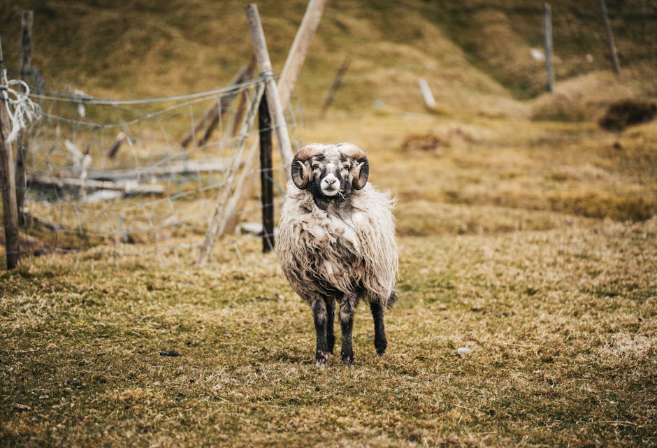 A ram with large horns stands in the rugged landscape of the Faroe Islands.