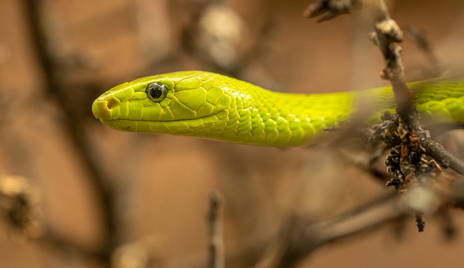 Detailed portrait of an eastern green mamba snake in its natural habitat.