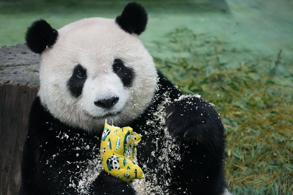 Adorable giant panda with a toy at Taipei Zoo, surrounded by bamboo.