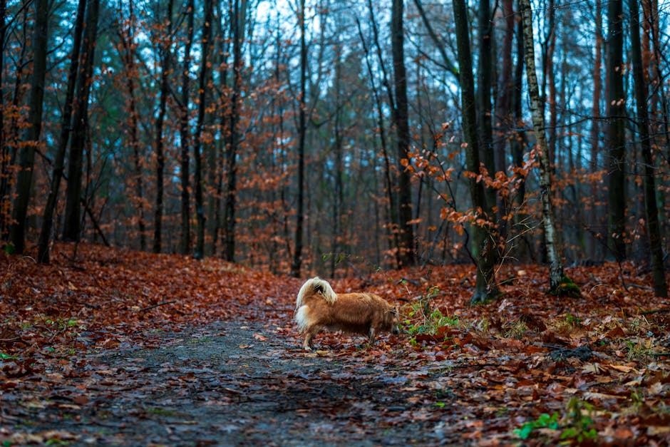 A lone dog walks along a leaf-covered path in a serene autumn forest. Captivating fall atmosphere.