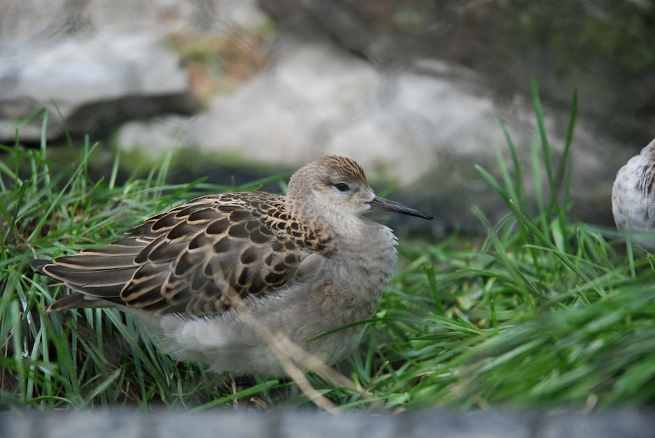 A detailed photograph of a Ruff bird resting in the grass showcasing its plumage.
