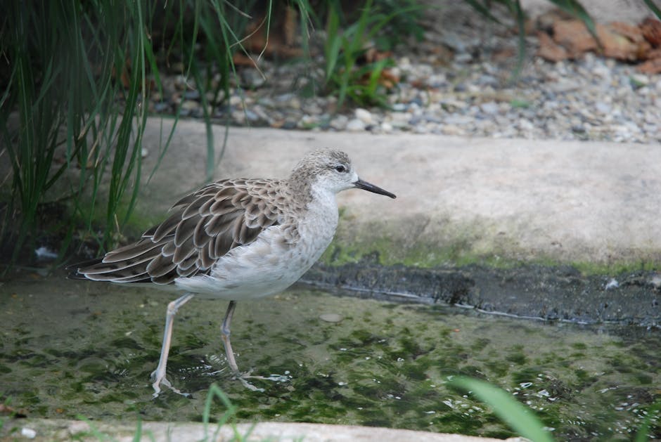 A Ruff wading in a shallow stream at a zoo, showcasing its feathers and natural behavior.