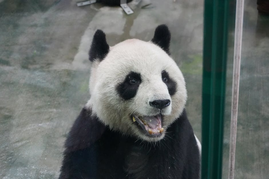 A close-up of a giant panda bear behind glass, appearing to smile.