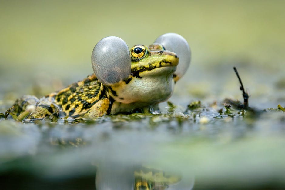 Vivid close-up photo of a frog displaying its vocal sacs in a natural water habitat.