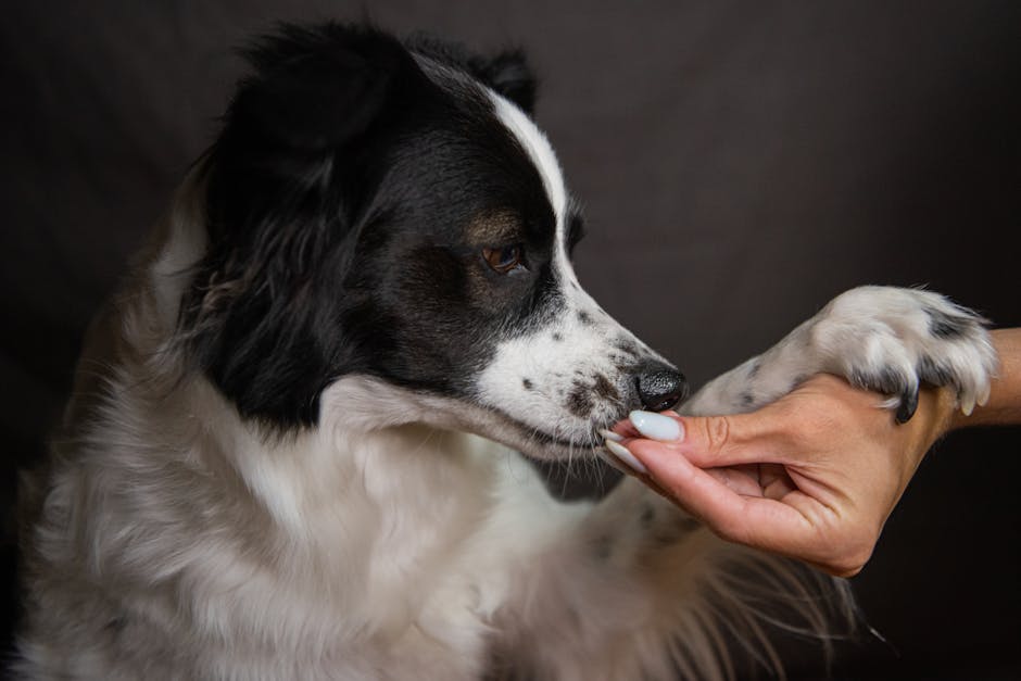 A Border Collie dog offers paw to a human hand for a treat indoors.