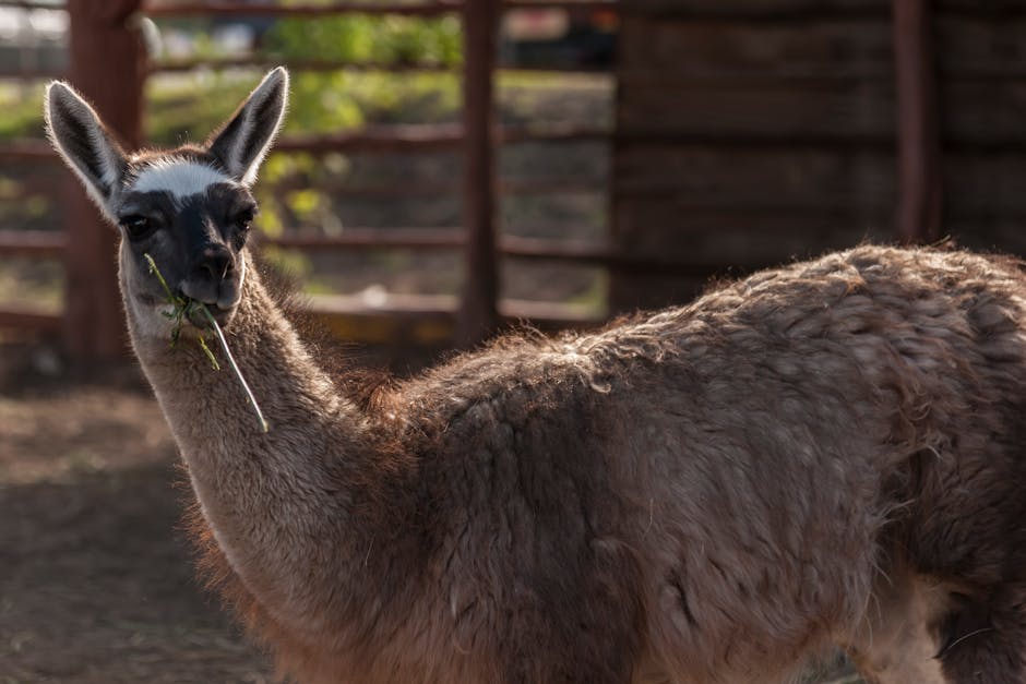 A close-up photo of a llama enjoying a meal in a sunny outdoor setting.
