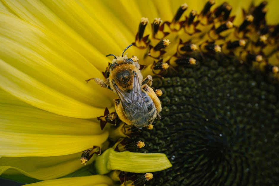 Macro shot of a bee gathering pollen on a vibrant yellow sunflower.