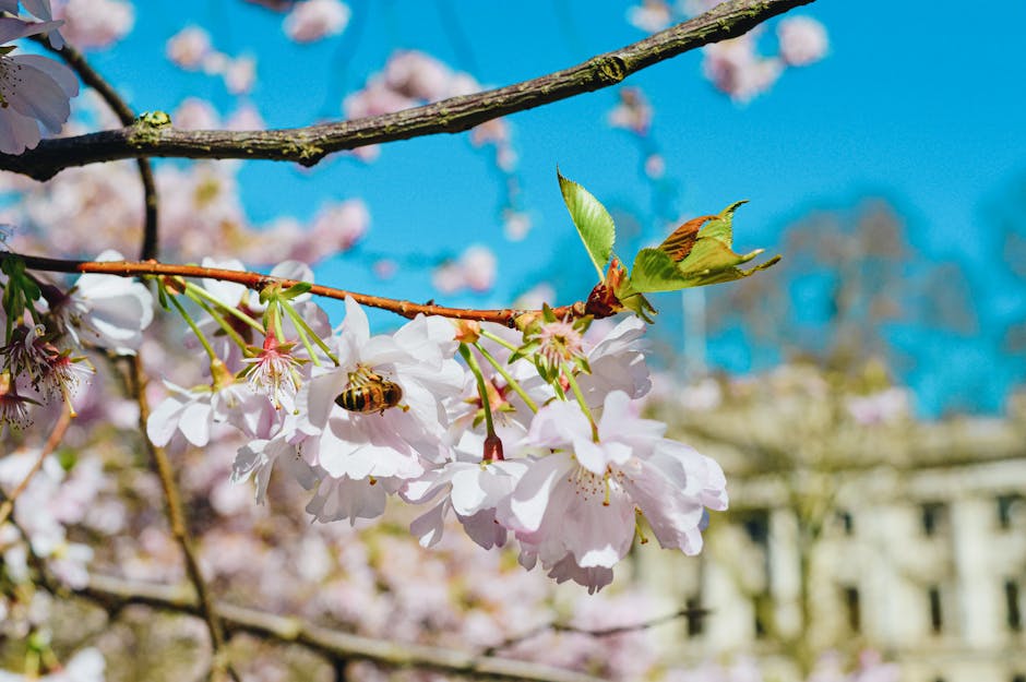 Close-up of a bee on cherry blossoms with a background of blue sky, capturing nature's beauty.