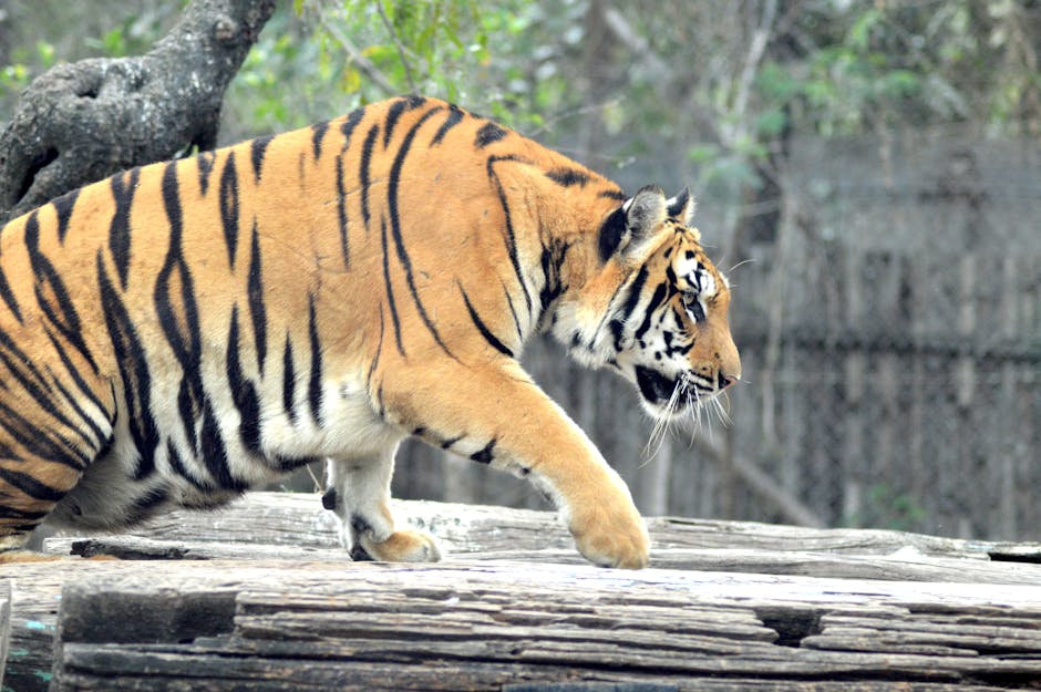 Close-up of a tiger prowling in its natural habitat, showcasing its vibrant stripes and powerful presence.