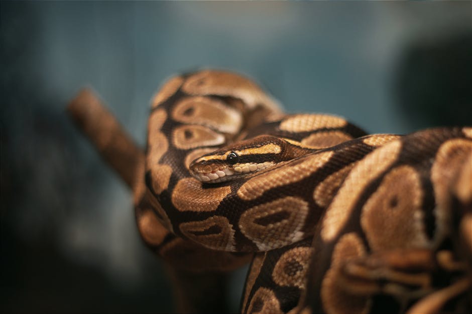 Detailed shot of a snake coiled on a branch, showcasing its vibrant patterns and textures.