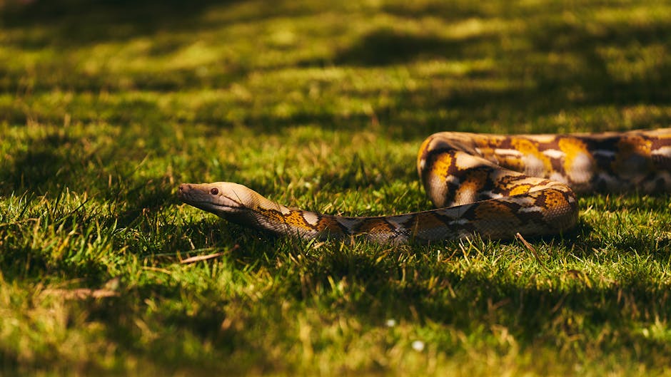 A Burmese python slithers through grass on a sunny day, showcasing its beautiful patterned scales.
