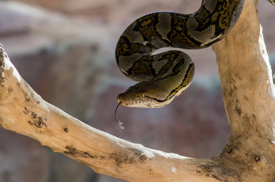 A detailed view of a python resting on a tree branch showcasing its texture and colors.