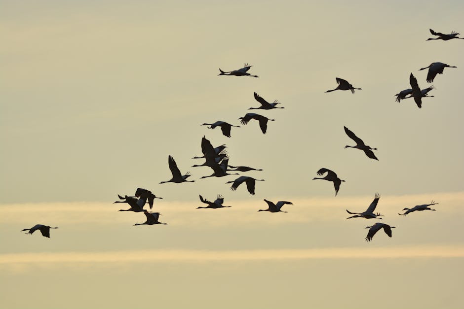 A stunning silhouette of cranes flying during a serene sunrise sky, capturing the essence of migration.