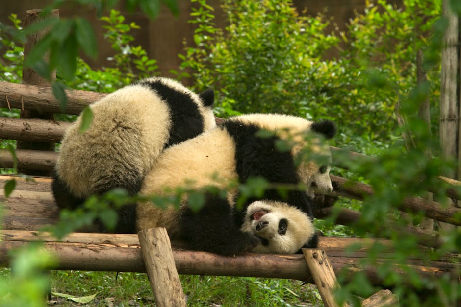 Adorable pandas playfully interact on logs surrounded by greenery in Chengdu Zoo.