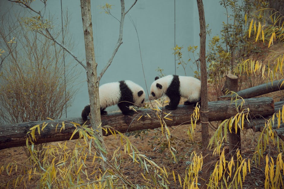 Two giant panda cubs interact playfully on a log surrounded by autumn leaves.