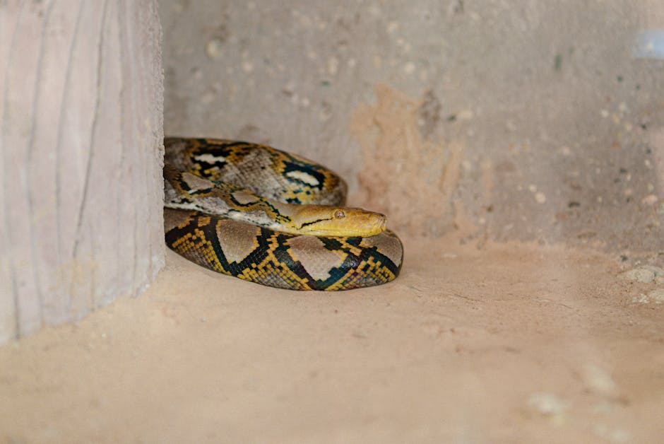Reticulated python coiled up in a naturalistic enclosure with textured background depicting a serene habitat.