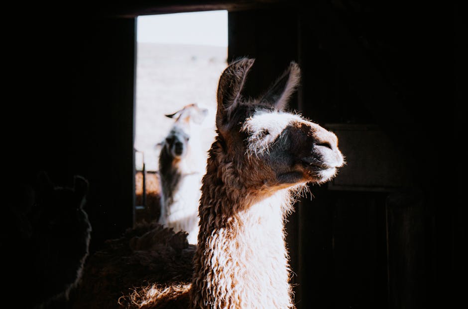 A llama basking in sunlight inside a barn with another llama in the background.