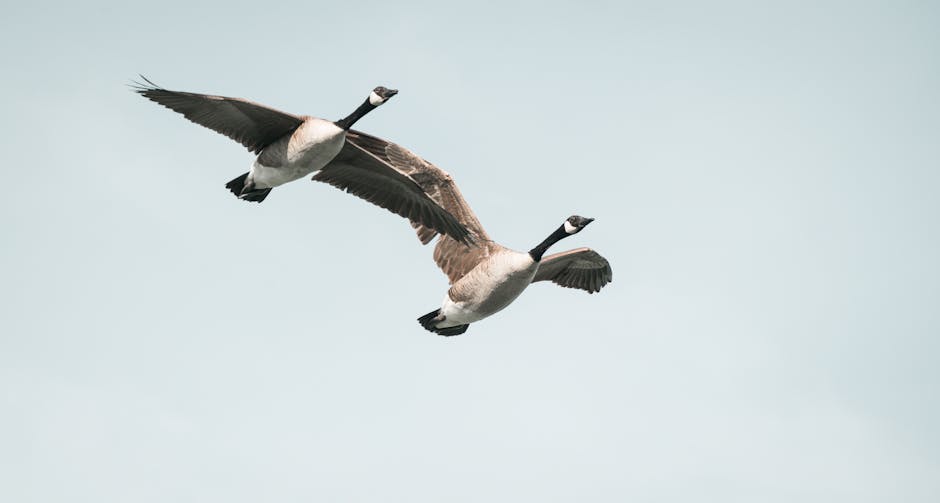 Two Canada geese flying gracefully in a bright sky, showcasing natural migration patterns.