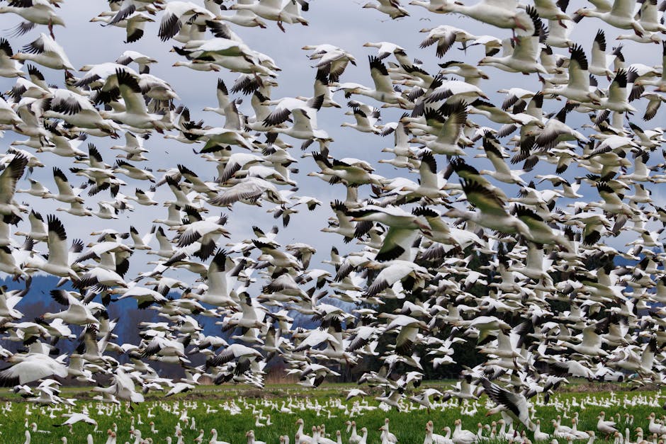 A massive flock of snow geese takes flight over a lush green field, creating a stunning natural spectacle.