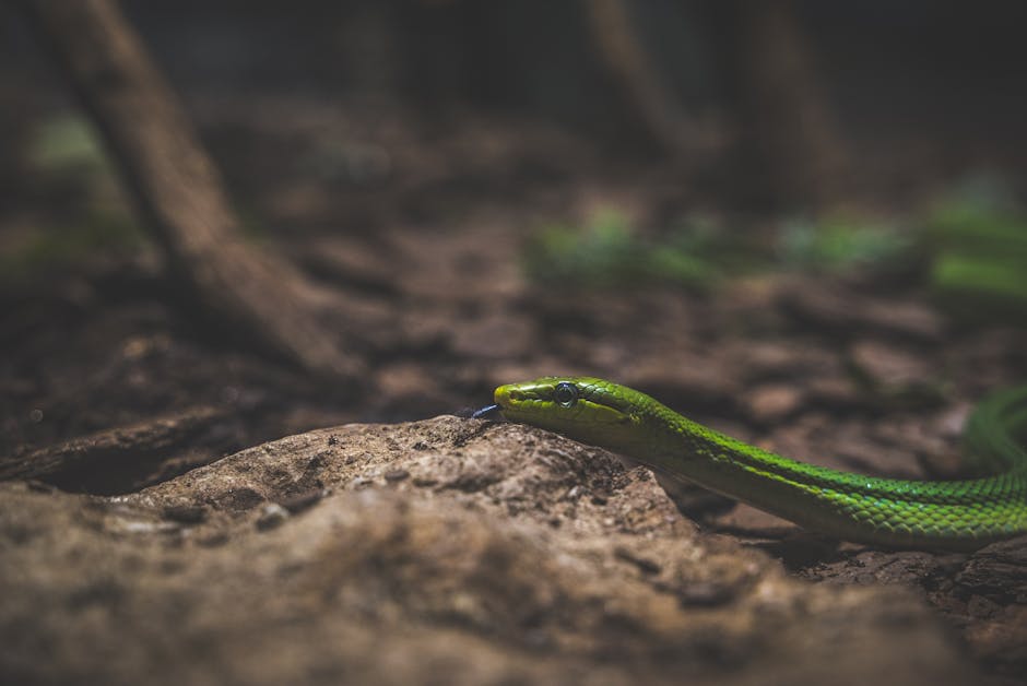 A vivid green snake slithers over a textured rock, captured in detailed close-up.
