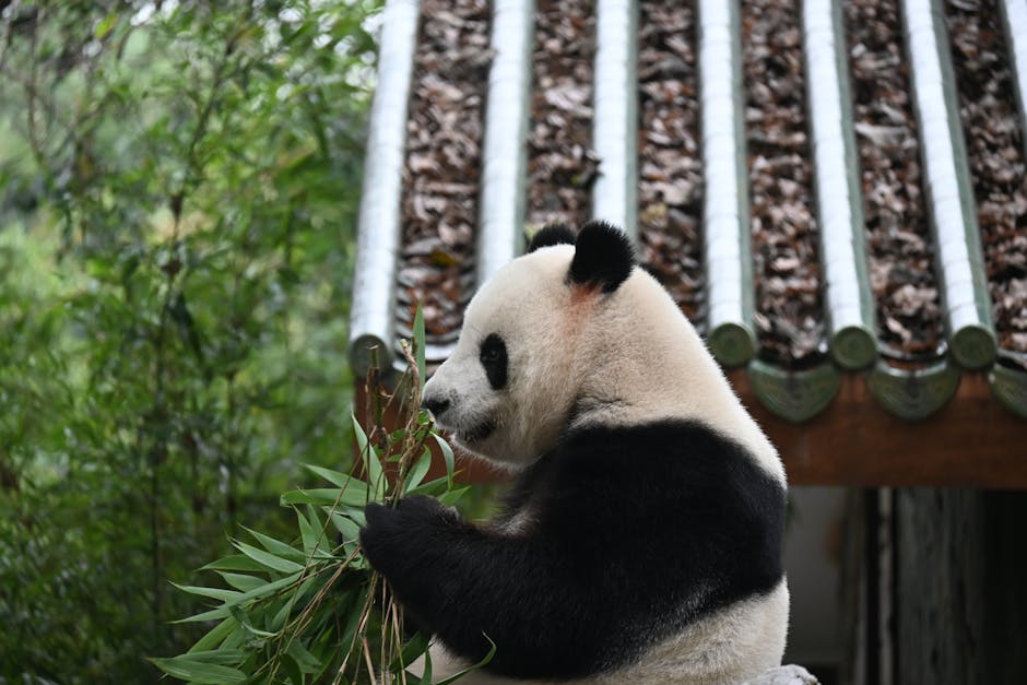 A giant panda peacefully munching on bamboo against an Asian architectural backdrop.