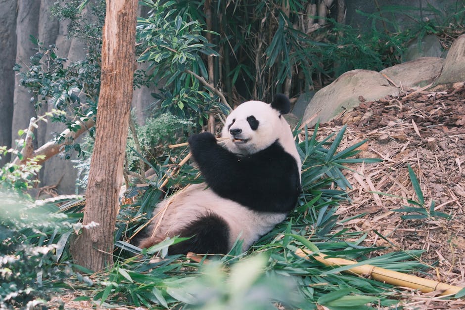 A giant panda lounges in a lush bamboo forest, surrounded by nature.
