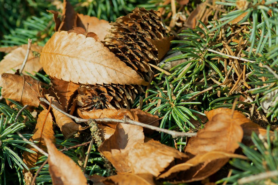 A close-up of a pine cone surrounded by autumn leaves and green needles, capturing the essence of fall.