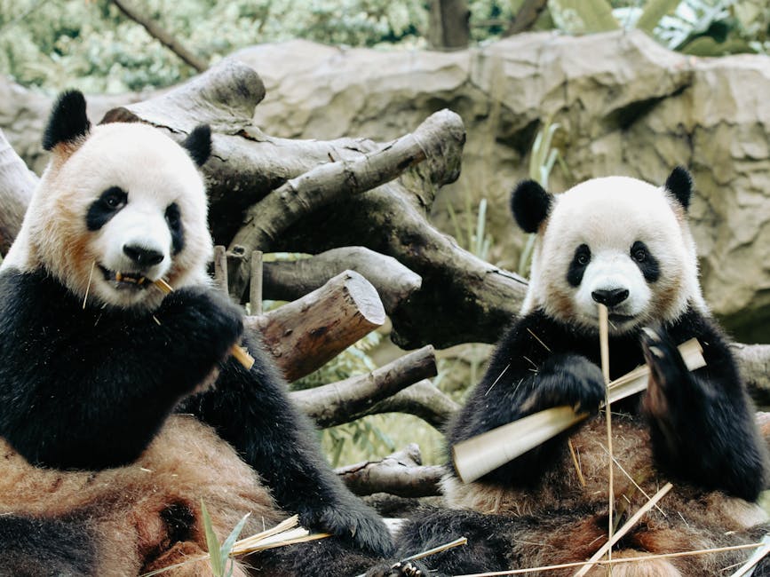 Two adorable giant pandas eating bamboo, showcasing their playful nature in a natural setting.