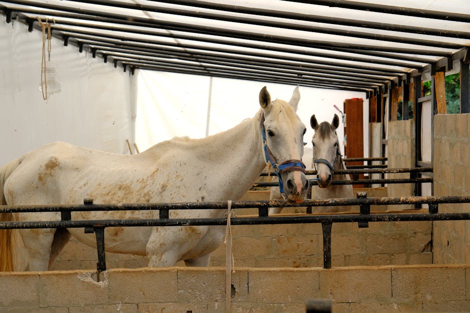 A serene image of two white horses in a stable in Ankara, Türkiye.