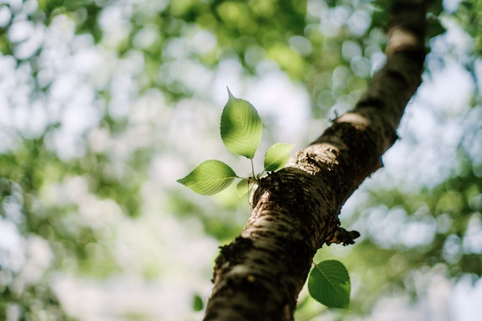 Detailed shot of fresh green leaves on a sunlit tree branch in spring.