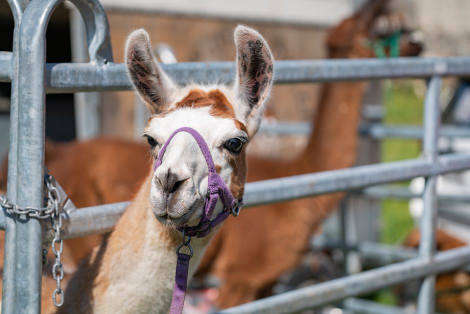A llama with a purple halter looks on from a fenced outdoor pen, showcasing its expressive eyes and unique features.