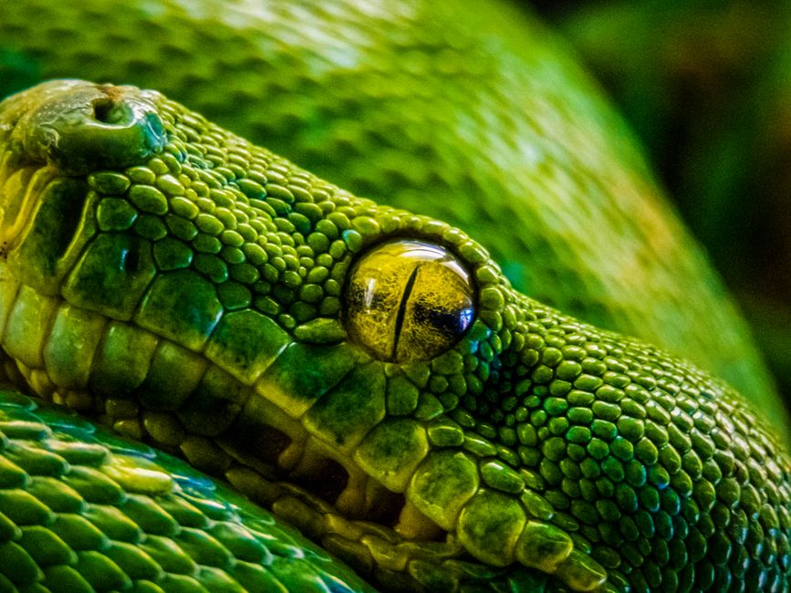 Macro shot of a green python's intricate scales and piercing eye, showcasing the detailed texture and vibrant color.
