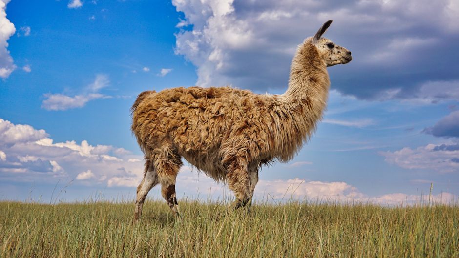 A llama in a grassy field under a bright blue sky with fluffy clouds, showcasing natural wildlife.