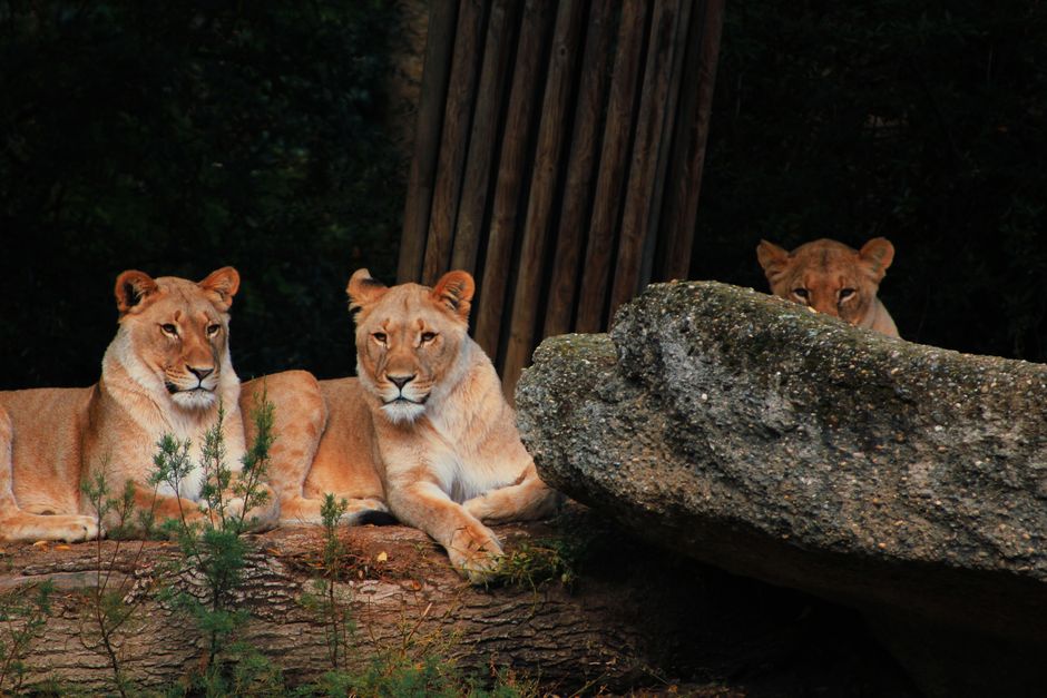Three lionesses resting on rocks in their natural habitat, showcasing wildlife tranquility.